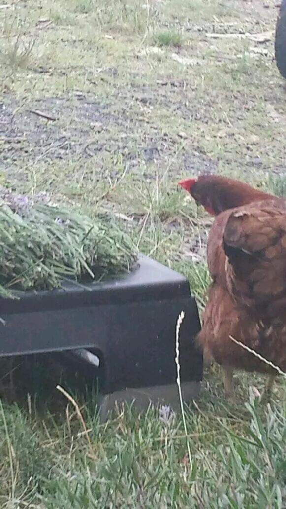 Farm stay Gospodarstwo Zaborski Sad *