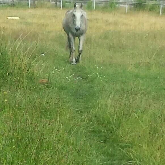 Farm stay Gospodarstwo Zaborski Sad